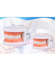 Modello anatomico Bocca