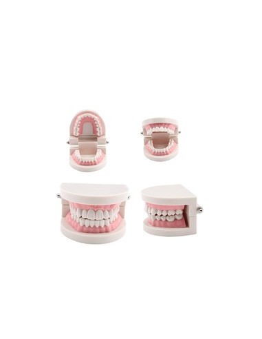 Modello anatomico Bocca