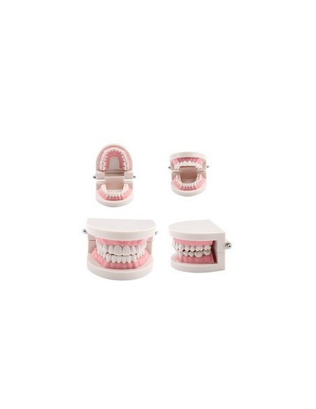 Modello anatomico Bocca