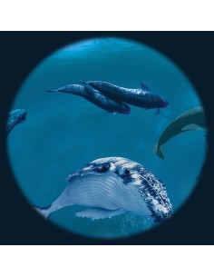 Disco 6" Animali per Proiettori Opti Kinetics