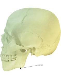 Goniometro per la misurazione craniometrica