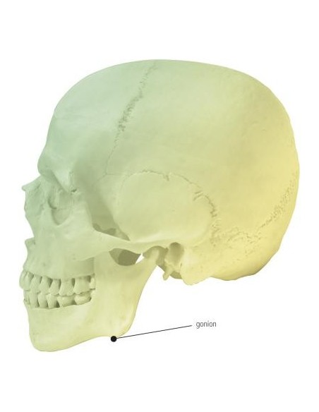 Goniometro per Misurazione Craniometrica – Analisi dell’angolo mandibolare (Gonion)