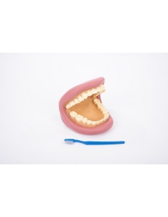 Modello dimostrativo Bocca e denti