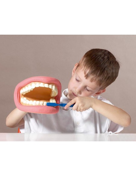 Modello dimostrativo Bocca e denti-giocotherapy