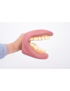 Modello dimostrativo Bocca e denti